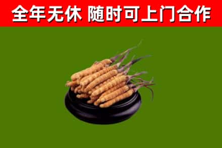 盐亭县回收散虫草