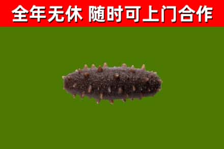 盐亭县回收海参干